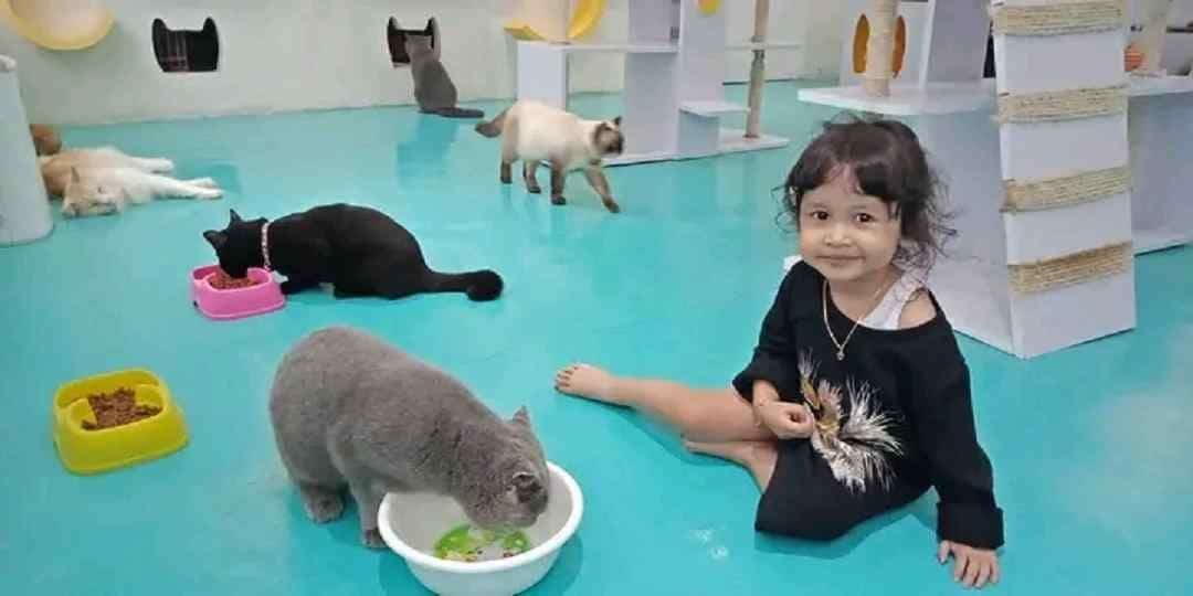 7 Kafe Kucing di Jakarta dan Sekitarnya Untuk Cat Lover